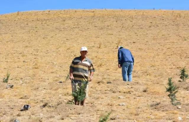 Bahşişleriyle satın alıp ekmeye başladı, 25 yılda bozkırı ormana çevirdi 9